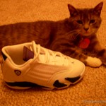 kitty