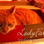 tabby